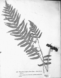 Polypodium vulgare image